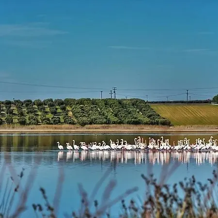 Mama Natura By Rentalspro Services - Agios Mamas (Chalkidiki)
